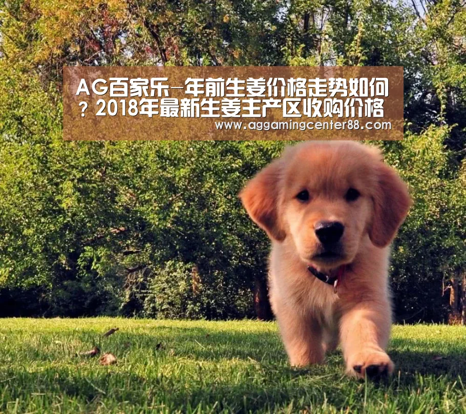 AG百家乐-年前生姜价格走势如何？2018年最新生姜主产区收购价格行情